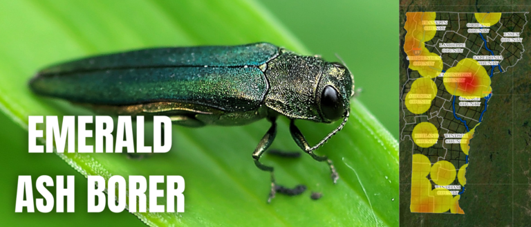 The emerald ash borer has infested numerous counties in Vermont.