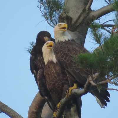 Family of eagles seem to pose for Nicki Steel’s camera.