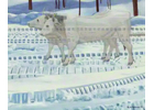 One of the pieces in Orton’s collection, titled “Two White Oxen in Winter,” by Kyra Markham (1891-1967).