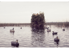 Vermont Fish and Wildlife reminds hunters that waterfowl hunting blinds may not be placed on or in the waters of the state earlier than the first Saturday in September.